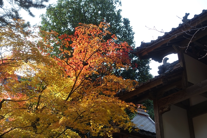 京都_紅葉情報_2019_08　西光寺_龍穏寺　No38