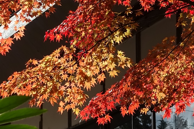 京都_紅葉情報_2019_08　西光寺_龍穏寺　No40