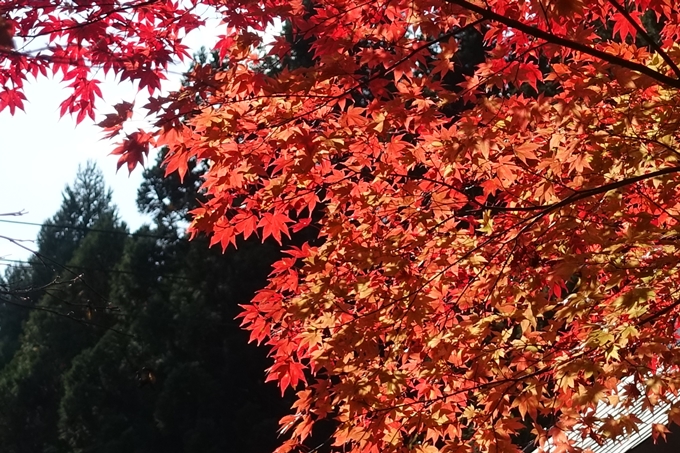 京都_紅葉情報_2019_08　西光寺_龍穏寺　No41