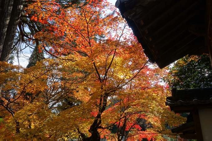 京都_紅葉情報_2019_08　西光寺_龍穏寺　No42