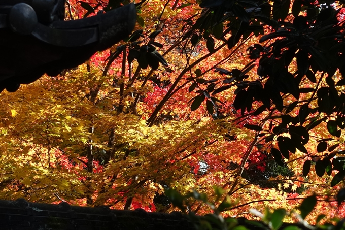 京都_紅葉情報_2019_08　西光寺_龍穏寺　No45