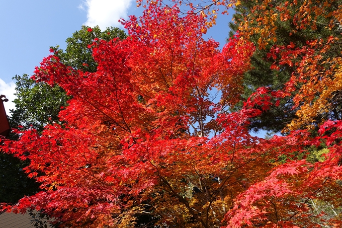 京都_紅葉情報_2019_08　西光寺_龍穏寺　No46