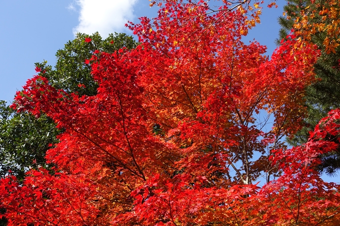 京都_紅葉情報_2019_08　西光寺_龍穏寺　No47