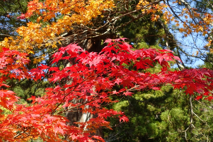 京都_紅葉情報_2019_08　西光寺_龍穏寺　No48