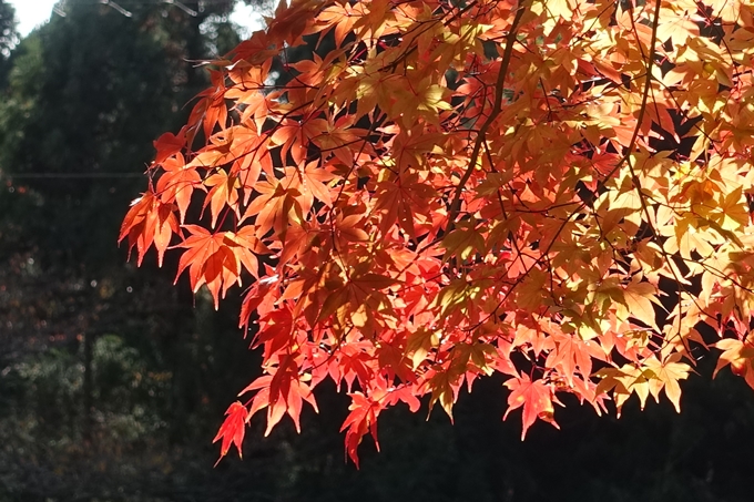 京都_紅葉情報_2019_08　西光寺_龍穏寺　No49