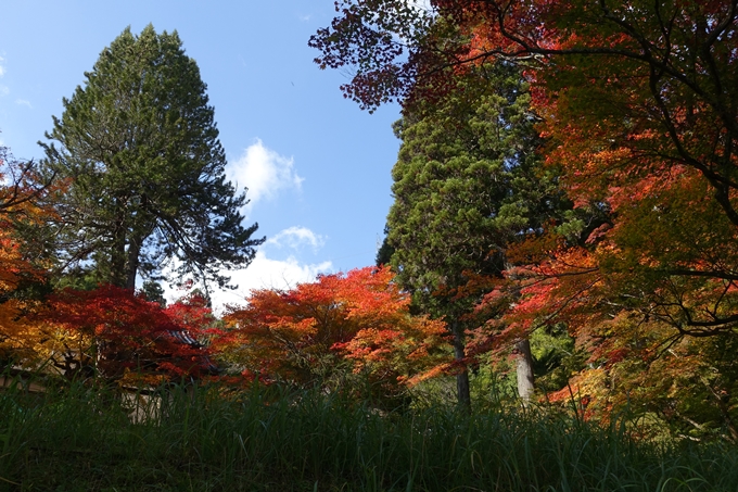 京都_紅葉情報_2019_08　西光寺_龍穏寺　No51