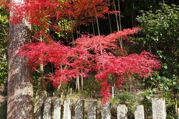 京都_紅葉情報_2019_08　西光寺_龍穏寺　No56