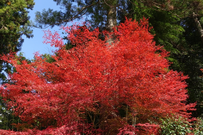 京都_紅葉情報_2019_08　西光寺_龍穏寺　No57