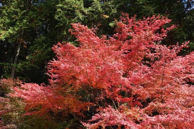 京都_紅葉情報_2019_08　西光寺_龍穏寺　No58