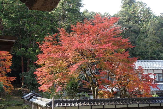 京都_紅葉情報_2019_08　西光寺_龍穏寺　No62