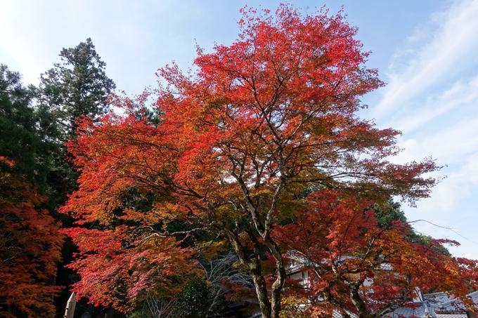 京都_紅葉情報_2019_08　西光寺_龍穏寺　No63