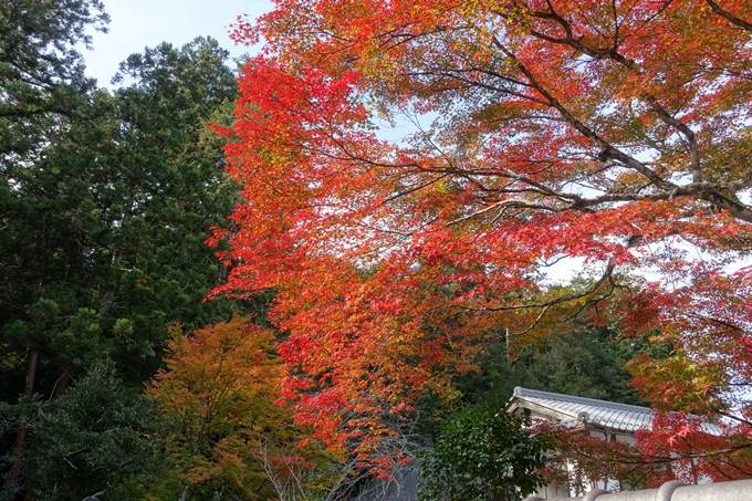 京都_紅葉情報_2019_08　西光寺_龍穏寺　No64