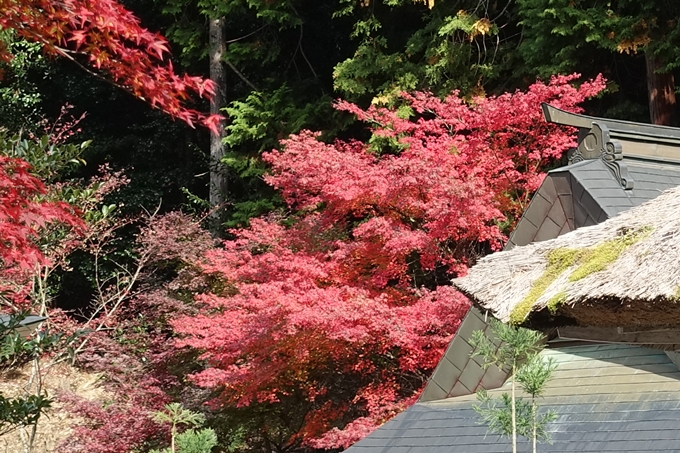 京都_紅葉情報_2019_08　西光寺_龍穏寺　No65