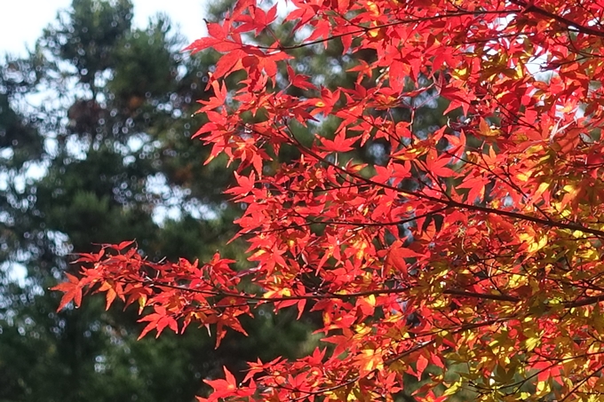 京都_紅葉情報_2019_08　西光寺_龍穏寺　No66