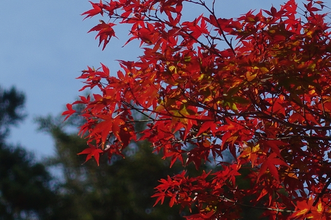 京都_紅葉情報_2019_08　西光寺_龍穏寺　No67