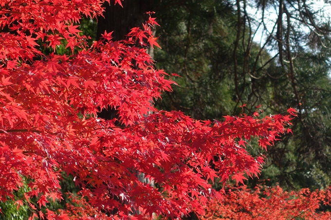 京都_紅葉情報_2019_08　西光寺_龍穏寺　No68