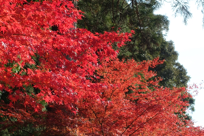 京都_紅葉情報_2019_08　西光寺_龍穏寺　No69