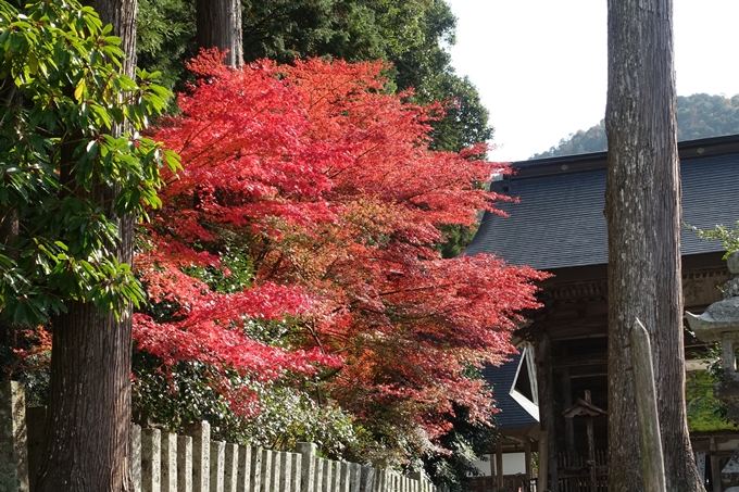 京都_紅葉情報_2019_08　西光寺_龍穏寺　No70