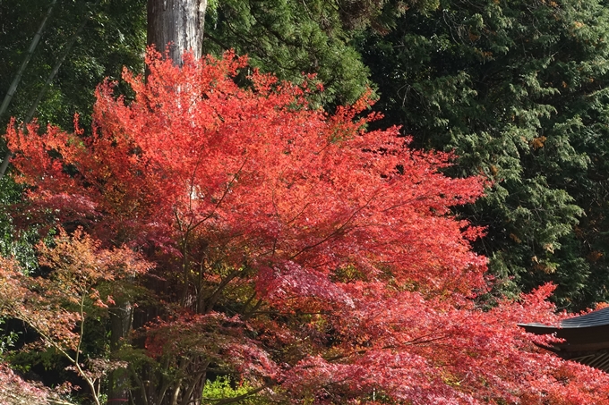 京都_紅葉情報_2019_08　西光寺_龍穏寺　No71