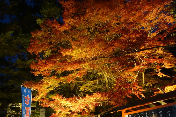 京都_紅葉情報_2019_09　出雲大社　No6