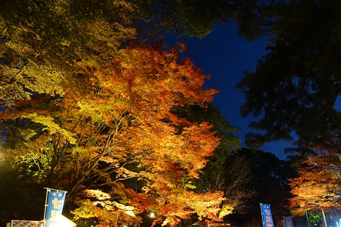 京都_紅葉情報_2019_09　出雲大社　No9