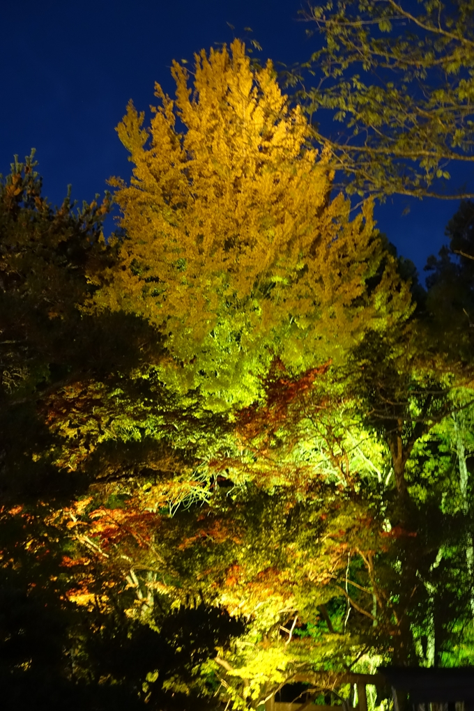 京都_紅葉情報_2019_09　出雲大社　No11