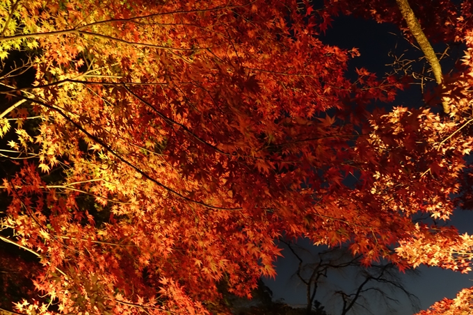 京都_紅葉情報_2019_09　出雲大社　No13