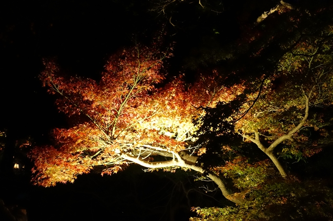 京都_紅葉情報_2019_09　出雲大社　No18