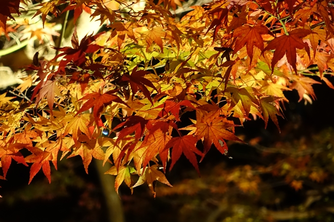 京都_紅葉情報_2019_09　出雲大社　No19