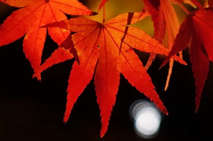 京都_紅葉情報_2019_09　出雲大社　No20