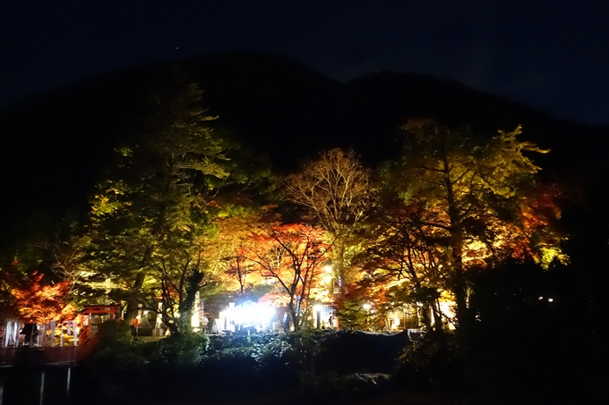 京都_紅葉情報_2019_09　出雲大社　No21