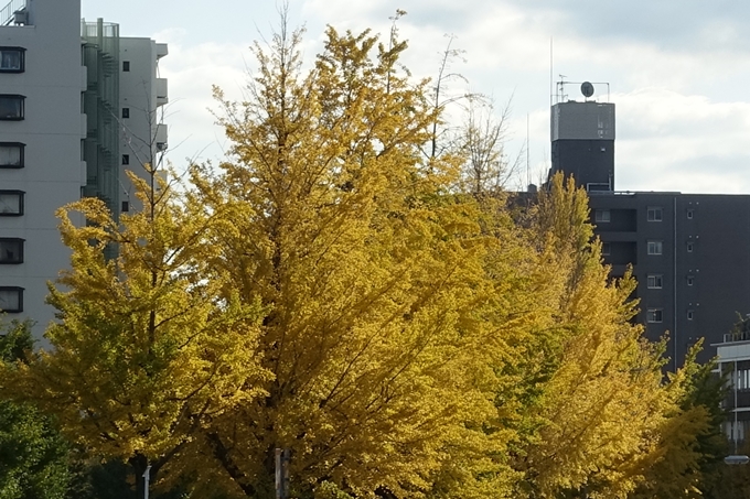 京都_紅葉情報_2019_10　堀川通_いちょう　No3