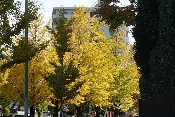 京都_紅葉情報_2019_10　堀川通_いちょう　No4