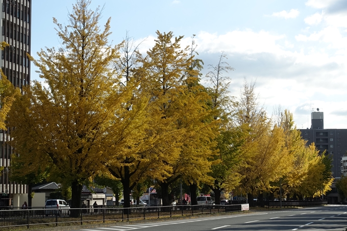 京都_紅葉情報_2019_10　堀川通_いちょう　No5