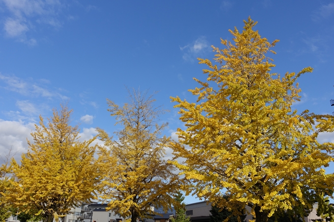 京都_紅葉情報_2019_10　堀川通_いちょう　No7