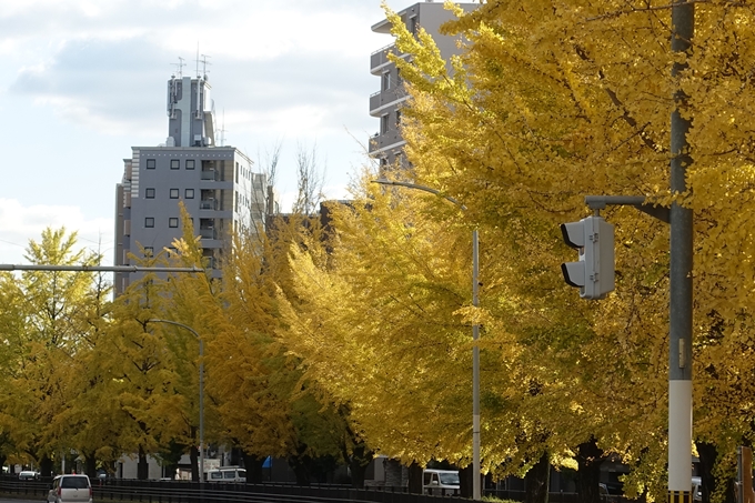 京都_紅葉情報_2019_10　堀川通_いちょう　No10