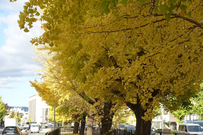 京都_紅葉情報_2019_10　堀川通_いちょう　No12