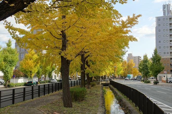 京都_紅葉情報_2019_10　堀川通_いちょう　No17