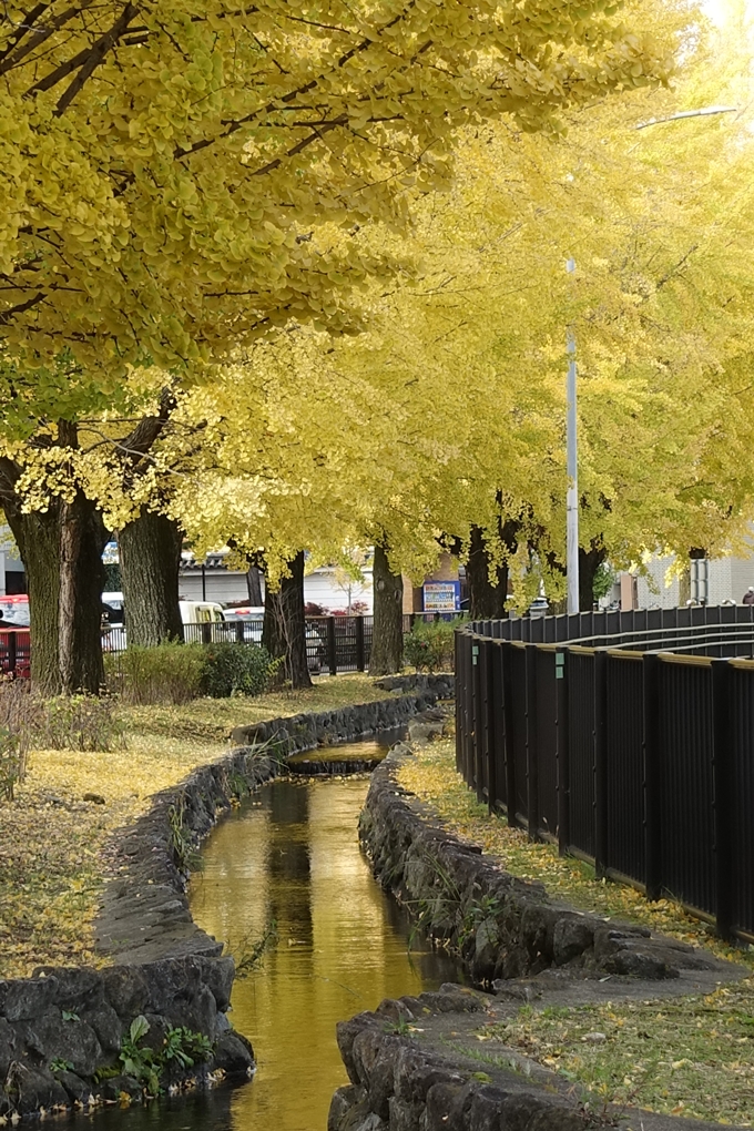 京都_紅葉情報_2019_10　堀川通_いちょう　No18