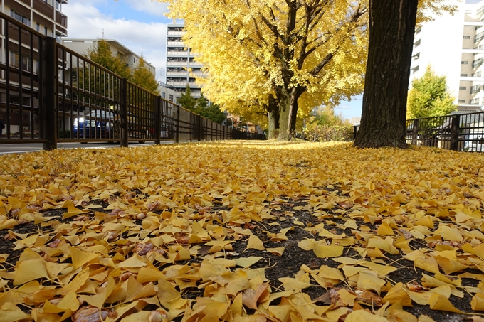 京都_紅葉情報_2019_10　堀川通_いちょう　No22