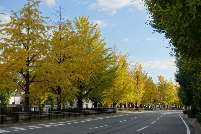 京都_紅葉情報_2019_10　堀川通_いちょう　No23