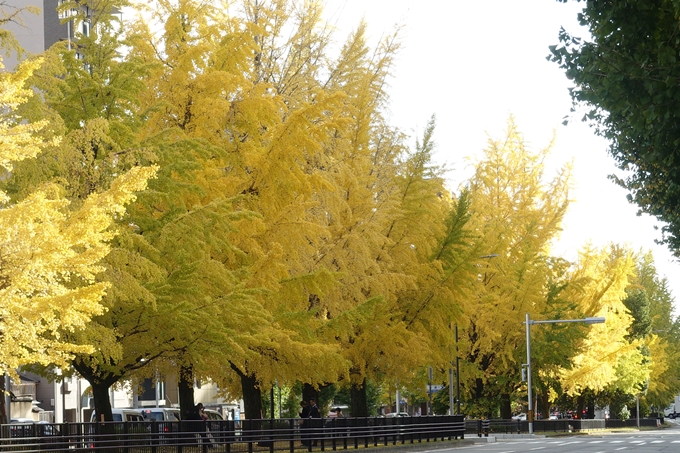 京都_紅葉情報_2019_10　堀川通_いちょう　No25