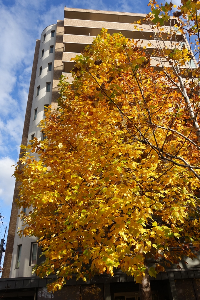 京都_紅葉情報_2019_11　妙顕寺　No2