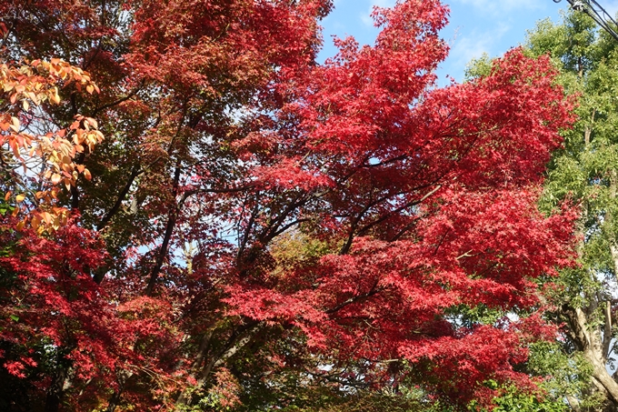 京都_紅葉情報_2019_11　妙顕寺　No5