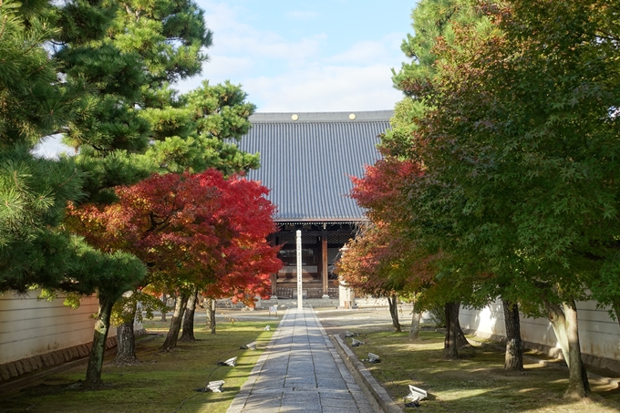 京都_紅葉情報_2019_11　妙顕寺　No8