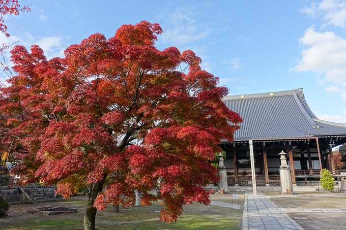 京都_紅葉情報_2019_11　妙顕寺　No10