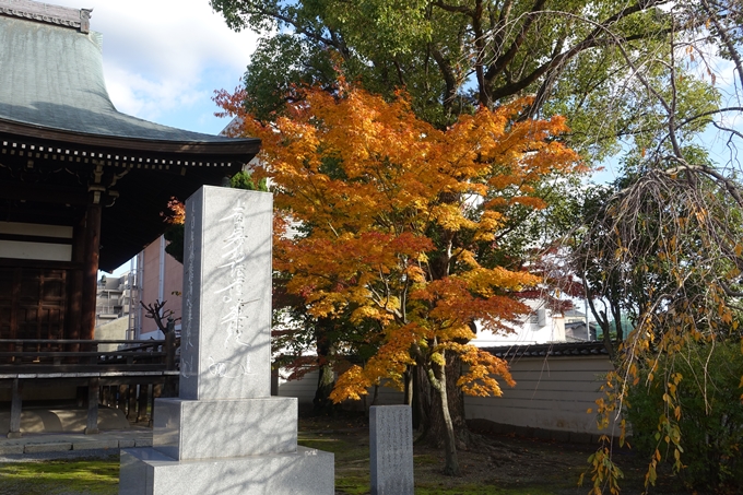 京都_紅葉情報_2019_11　妙顕寺　No11