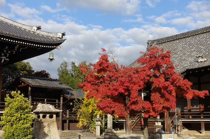 京都_紅葉情報_2019_11　妙顕寺　No12