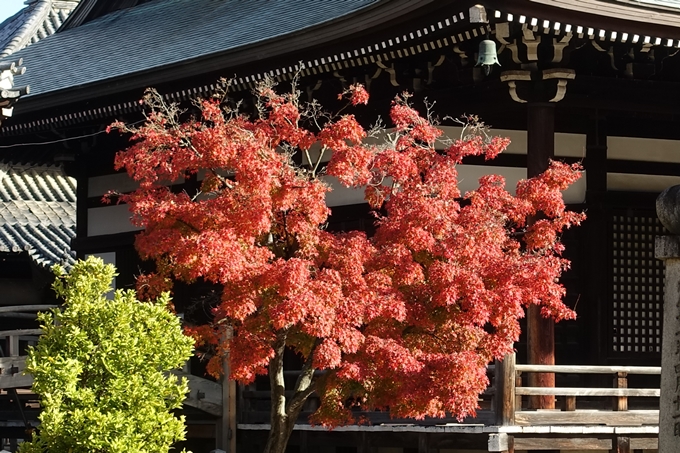 京都_紅葉情報_2019_11　妙顕寺　No14