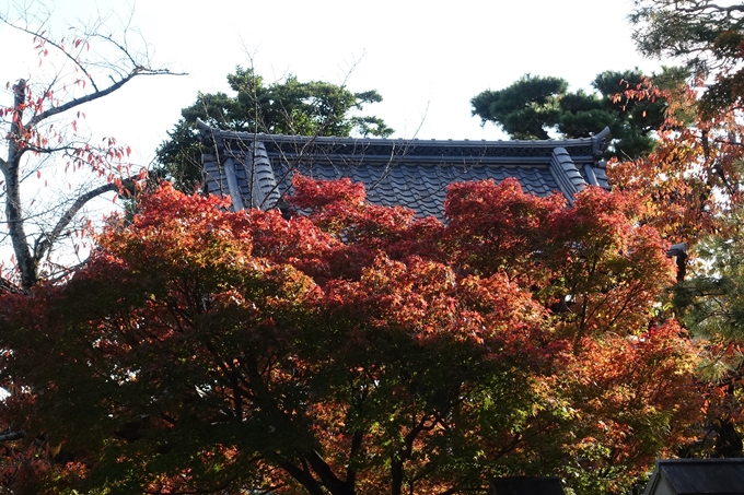 京都_紅葉情報_2019_11　妙顕寺　No15